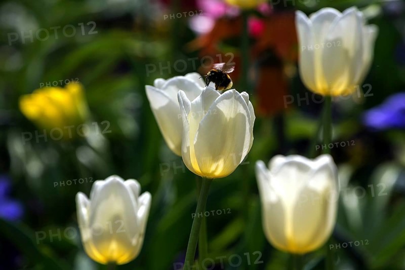 Flowering tulips