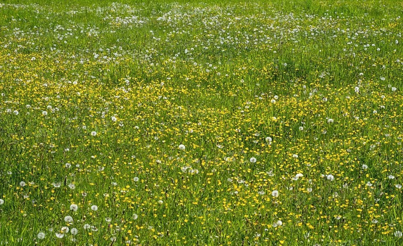 Meadow