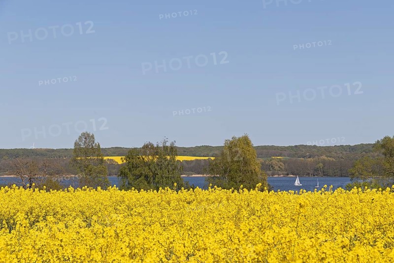 Rape fields