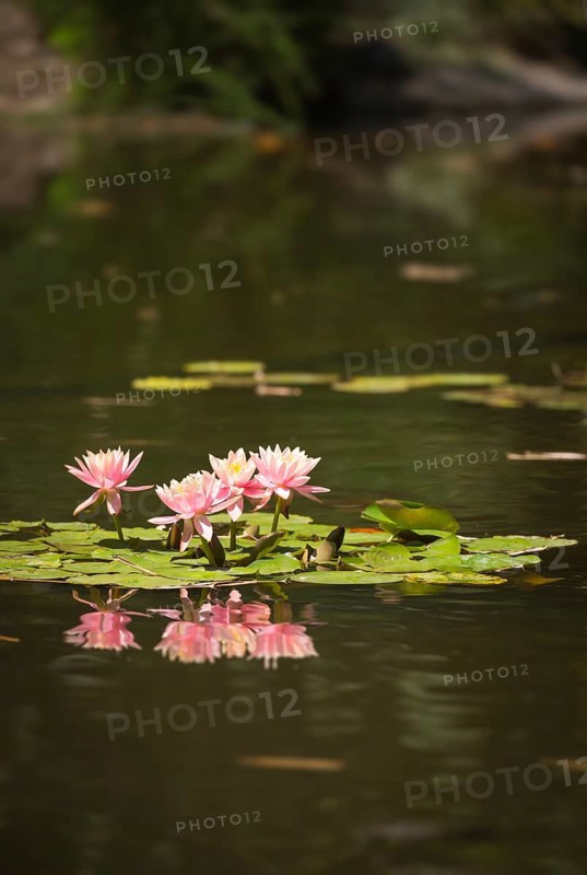Beautiful pink lotus flowers lily pond