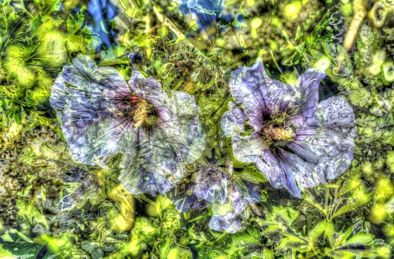 Flowers creative