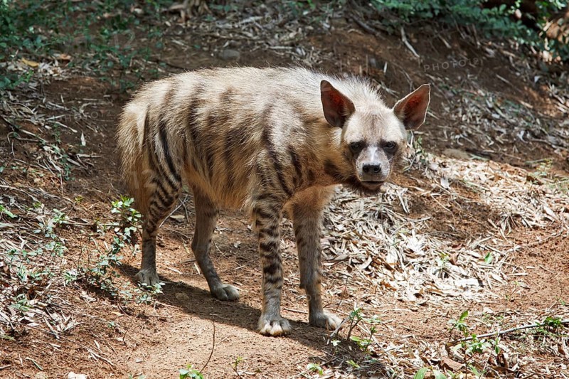 Striped hyena in forest