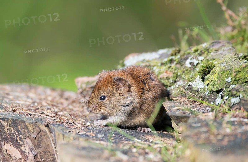 Bank vole