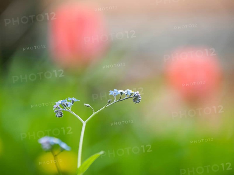Wood forget-me-not