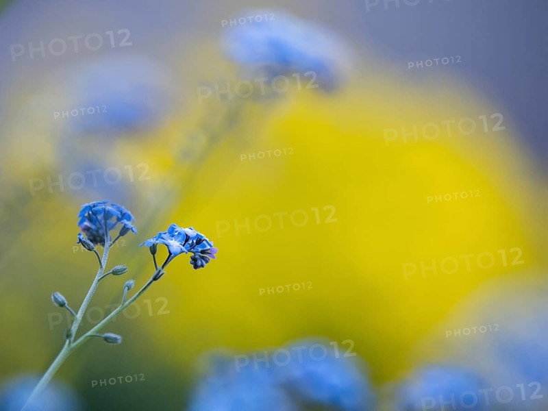 Wood forget-me-not
