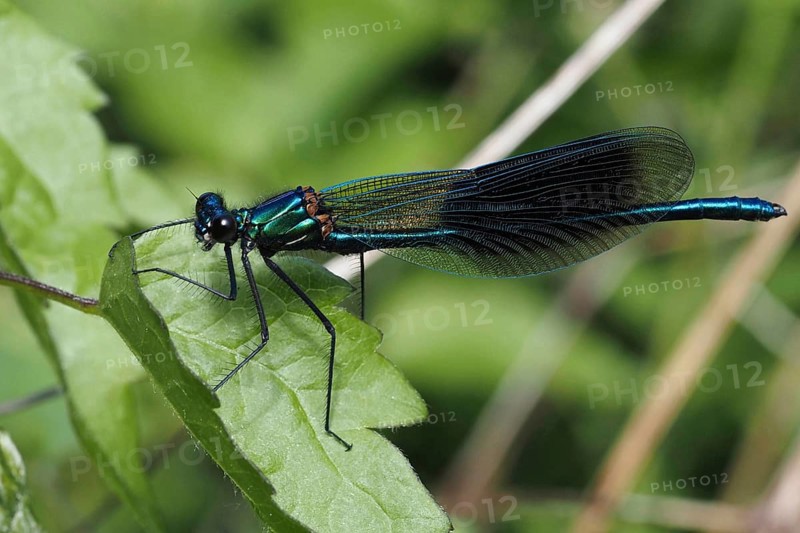 Macro