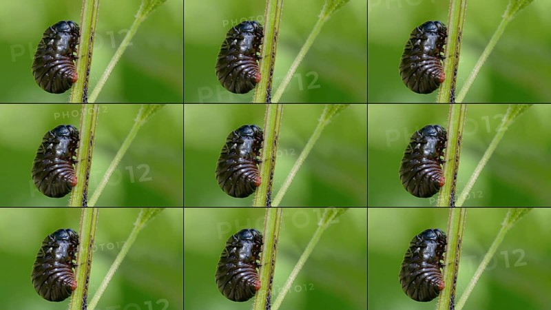 Bloody-nosed beetles