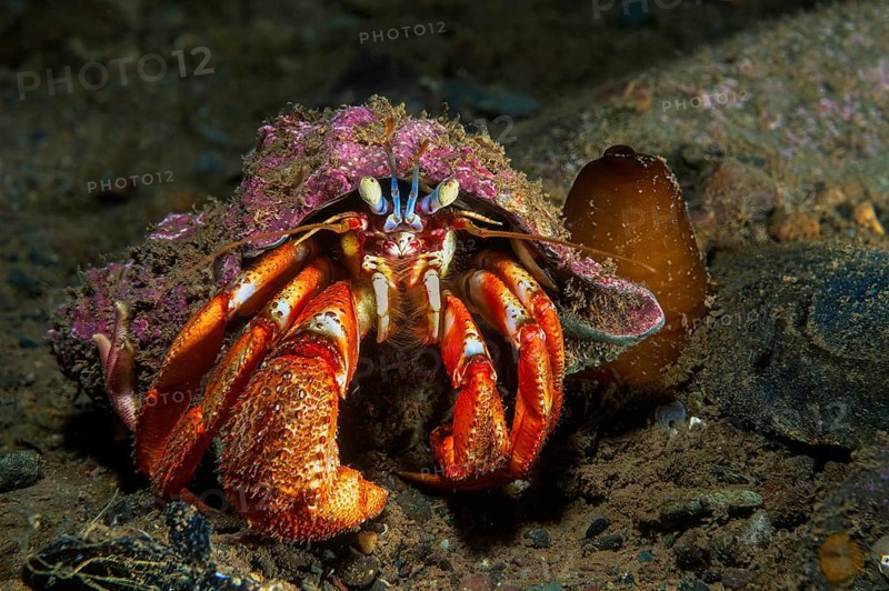 Common hermit crab