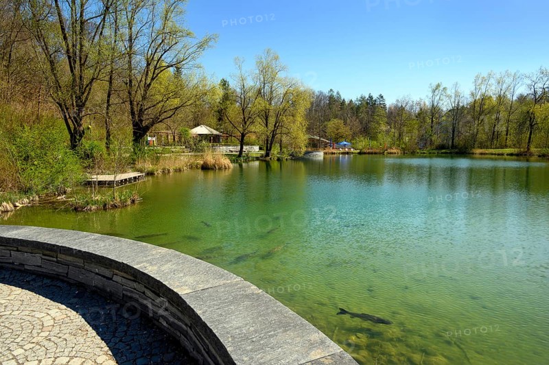 The pond with grass carp
