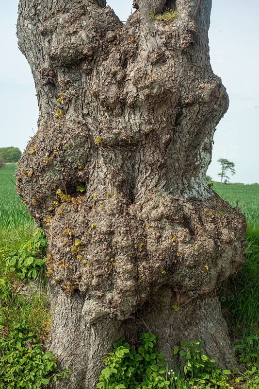 Old gnarled elm tree in Charlottenlund avenue