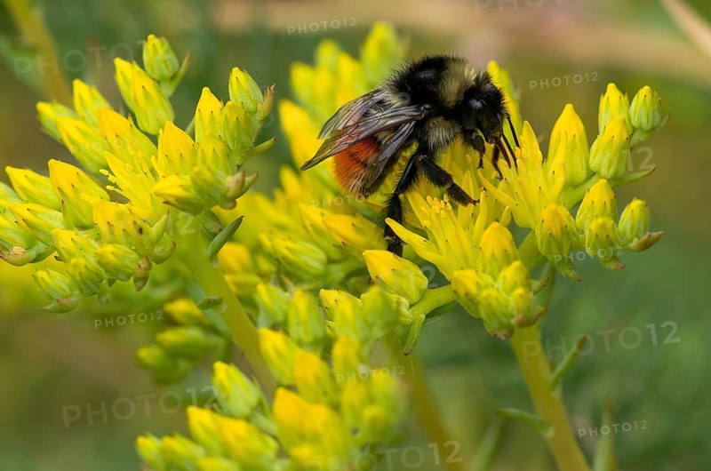 Red-tailed bumblebee