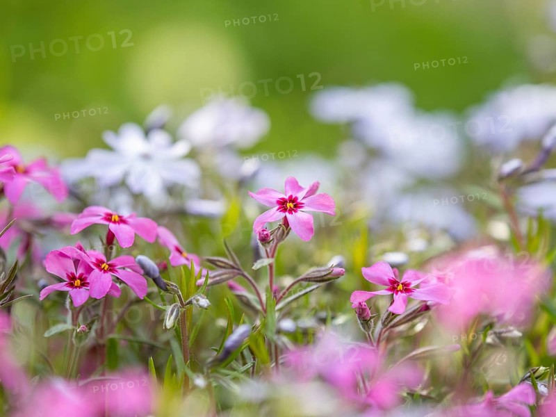 Flowering creeping phlox