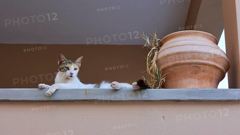 Lying cat
