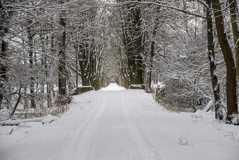 Snow-covered avenue in the Moenchbruch nature reserve