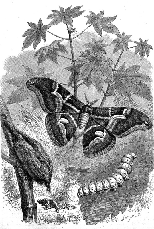 Butterfly goddess tree moth