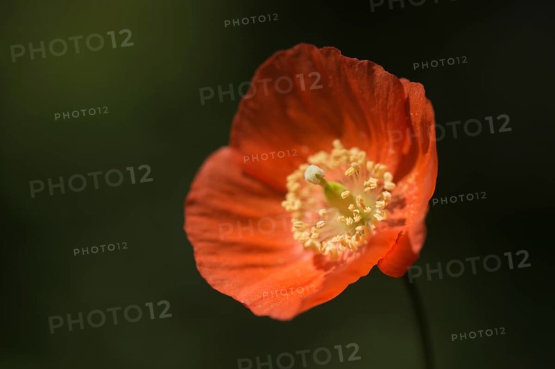 Welsh poppy