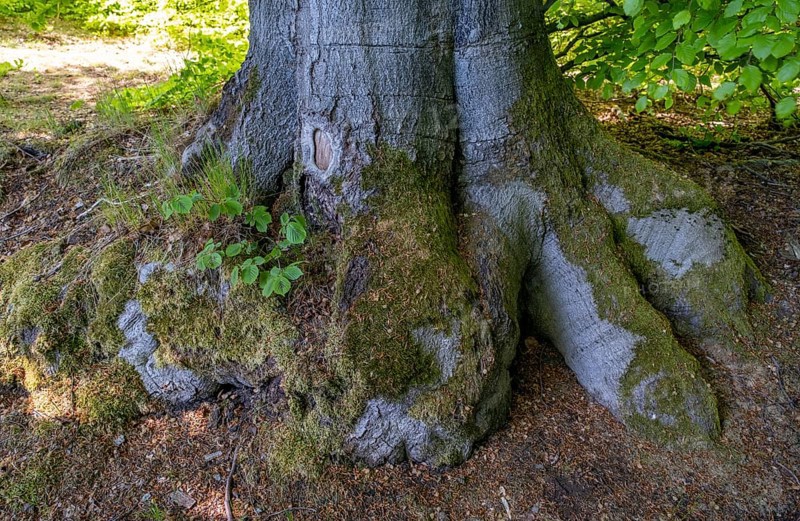 Moss-covered trunk and root of a beech
