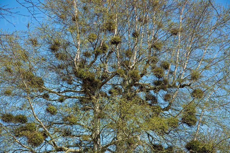 Tree overgrown with mistletoes