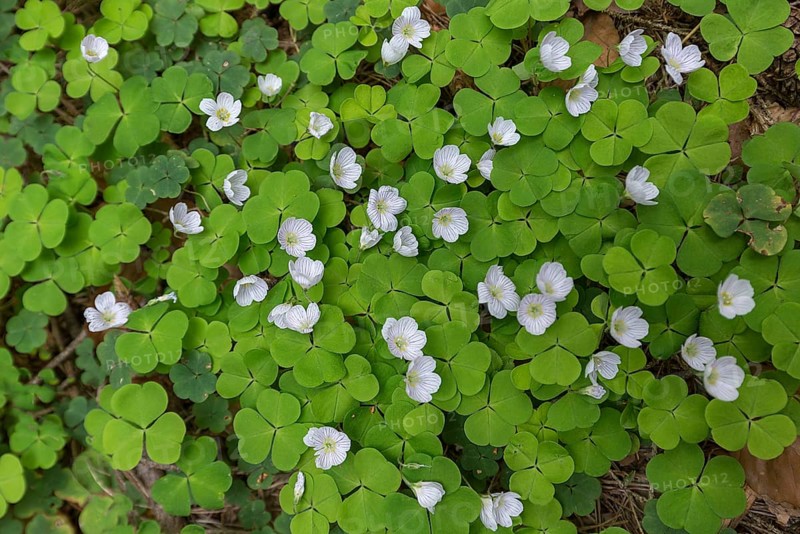 Flowering wood sorrel