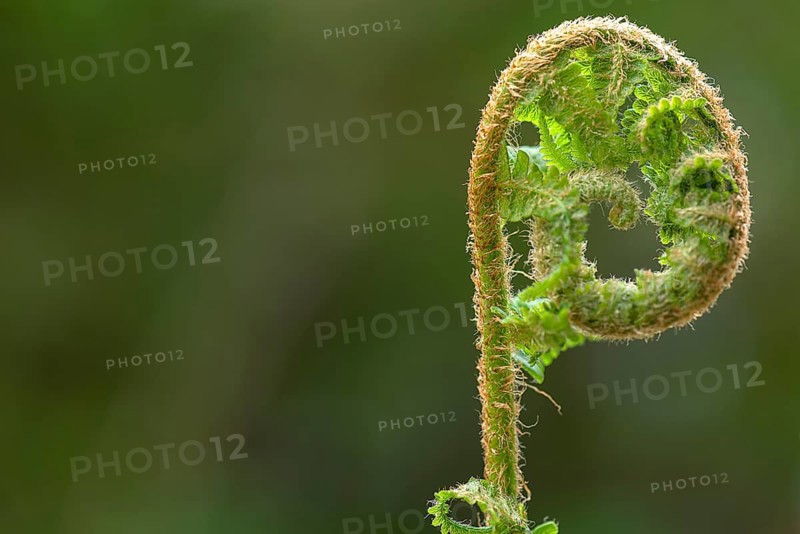 Unfolding ostrich fern