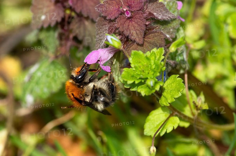 Common carder-bee