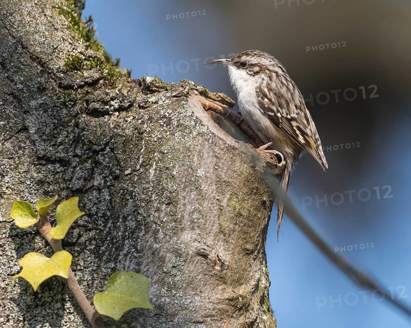 Short-toed treecreeper