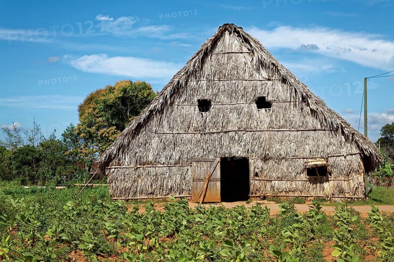Tobacco plantation with barn for drying tobacco leaves
