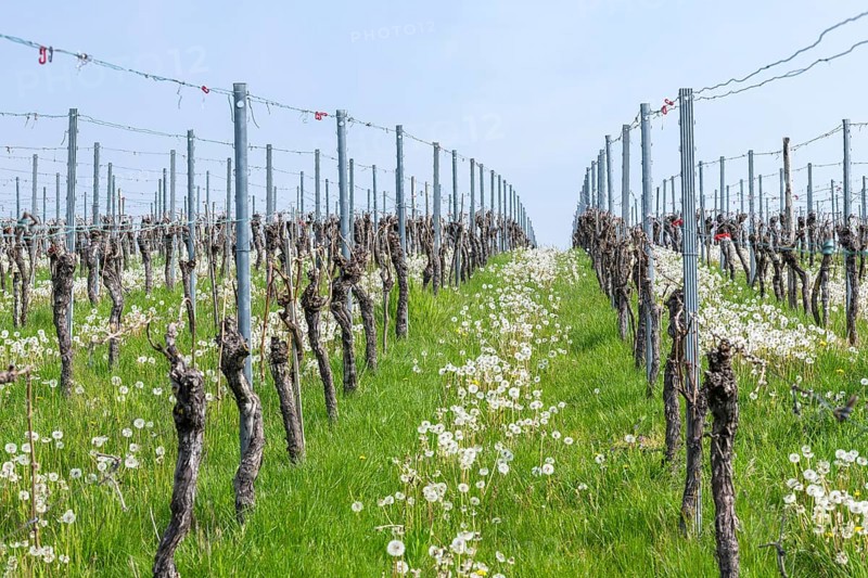 Vineyard in spring