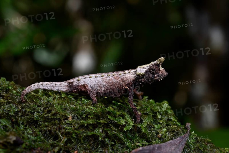 Earth chameleon of the genus