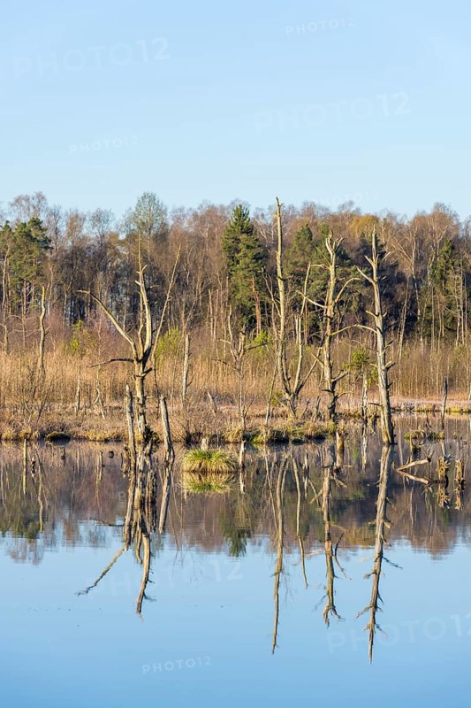 Dead trees in the Schwenninger moss