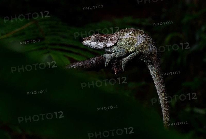 A male chameleon of the cryptic chameleon