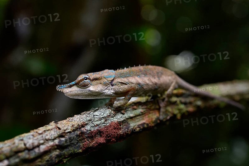 A male chameleon