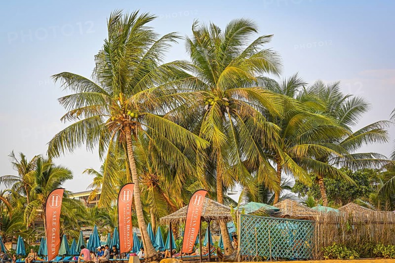 Palm