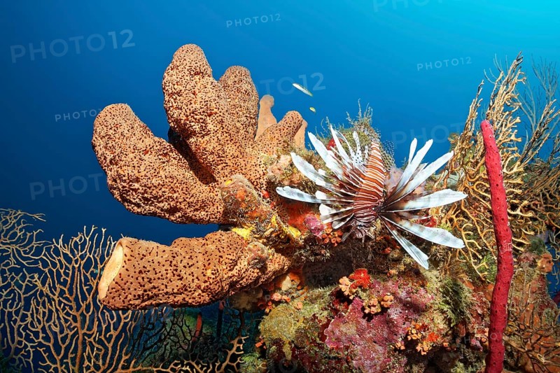 Neobiota Indian lionfish
