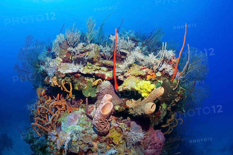 Typical Caribbean coral