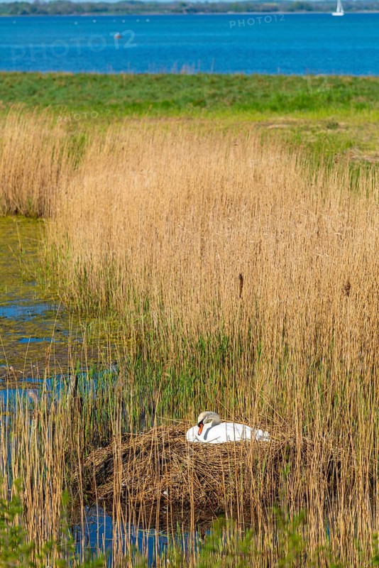 Swan