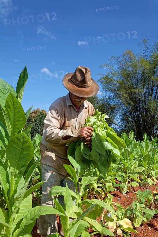 Tobacco farmer with hat picking tobacco leaves in field
