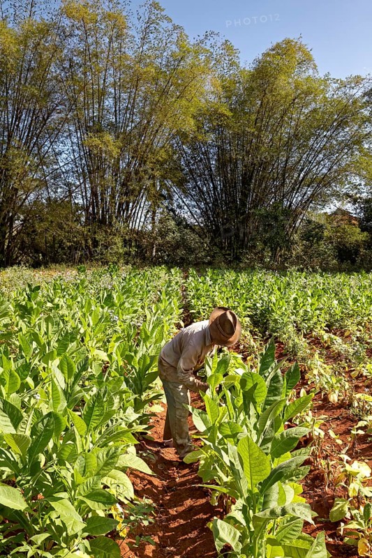 Tobacco farmer with hat picking tobacco leaves in field