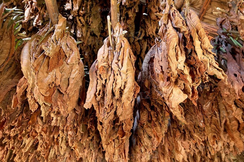 Tobacco leaves hanging to dry on wooden rack in barn
