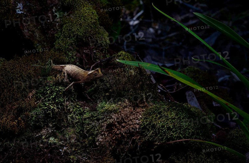 Marojejy leaf chameleon