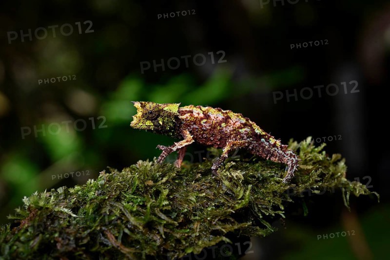 Earth chameleon