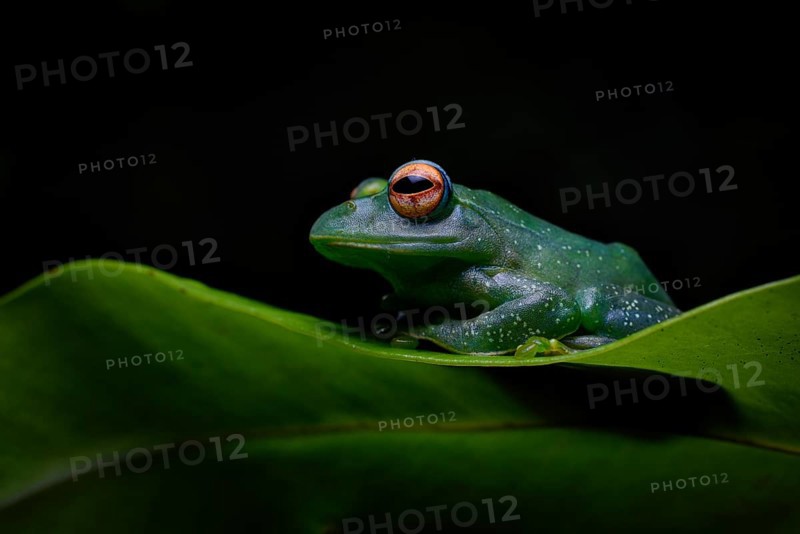 Tree climbing frog of the genus