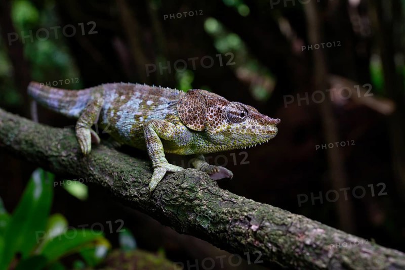 Elephant-eared chameleon male of the species
