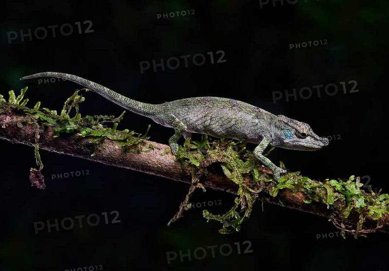 A female calumma radamanus