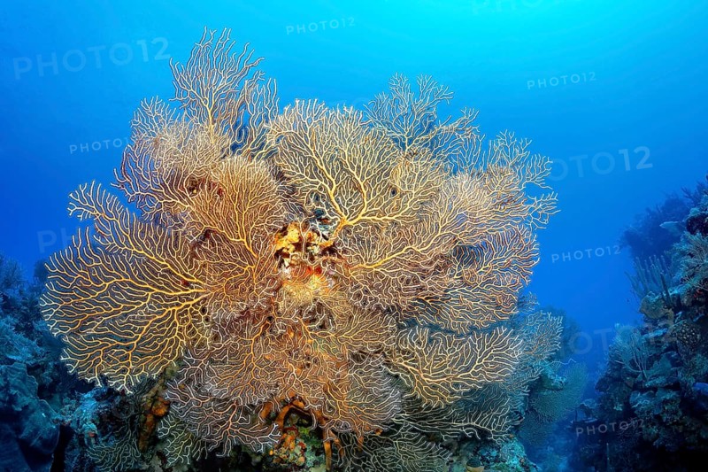 Coral block with deep sea gorgonian