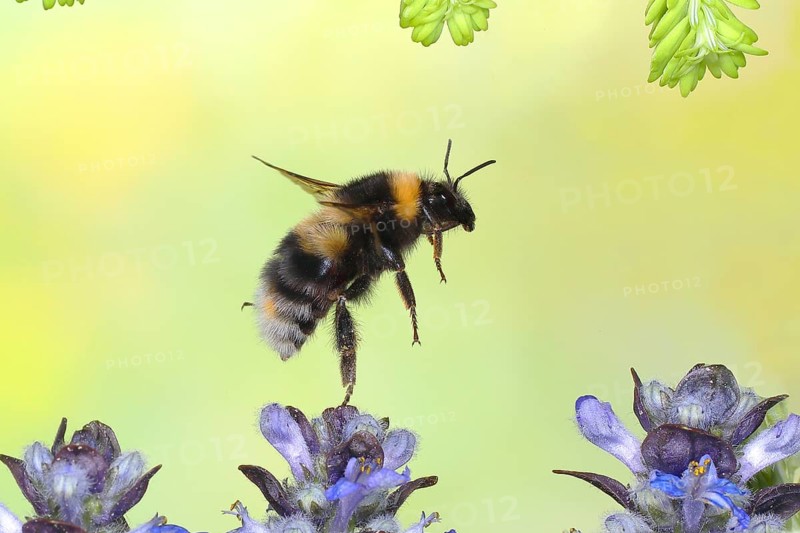 Garden bumblebee