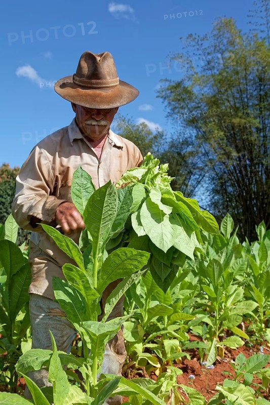 Tobacco farmer with hat picking tobacco leaves in field