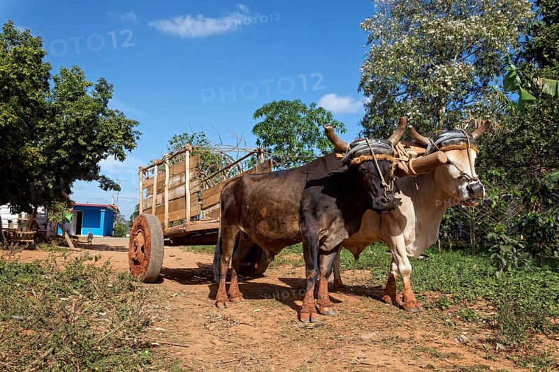 Agriculture
