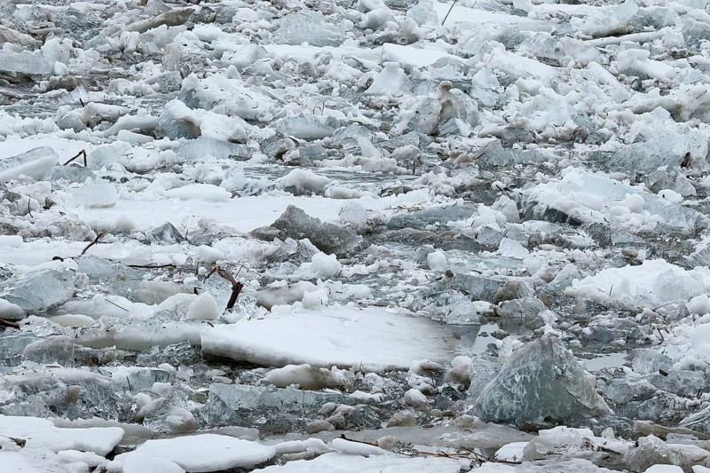 Pack ice in spring