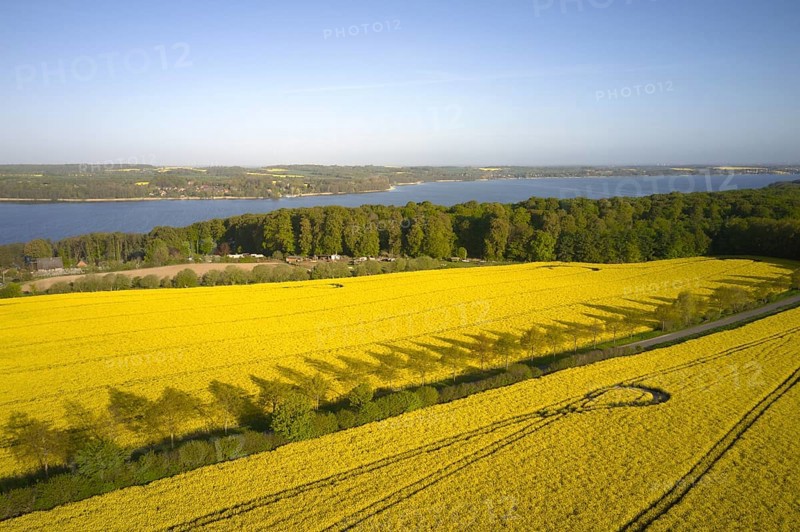 Rape in full bloom on large fields near Lake Ratzeburg